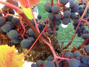 nest in the grapes