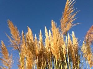 Pampas grass