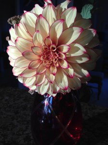 my favorite dahlia