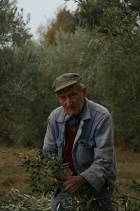 olive harvest in Tuscany