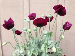 poppies by the wall