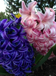 my hyacinths