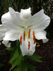 pure white lily