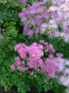 Thalictrum aquilegiifolium